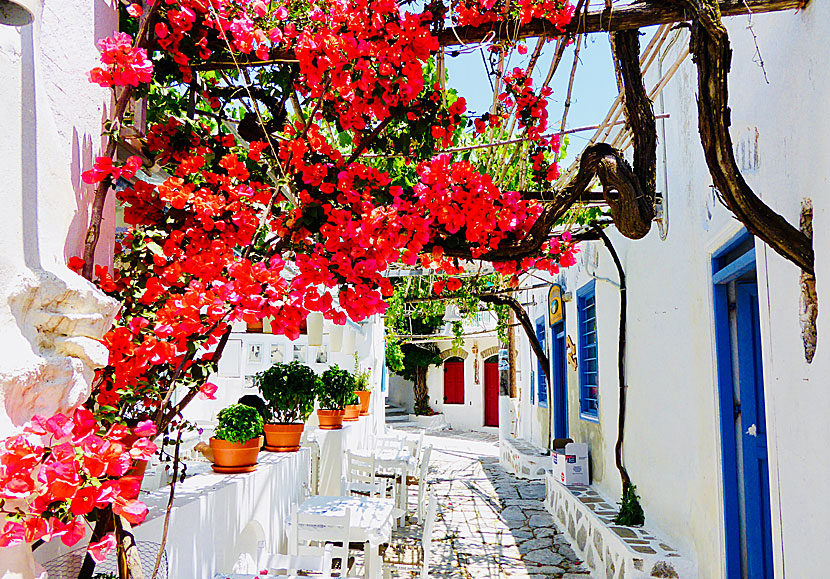 Gränder och blommor i Chora på Amorgos.